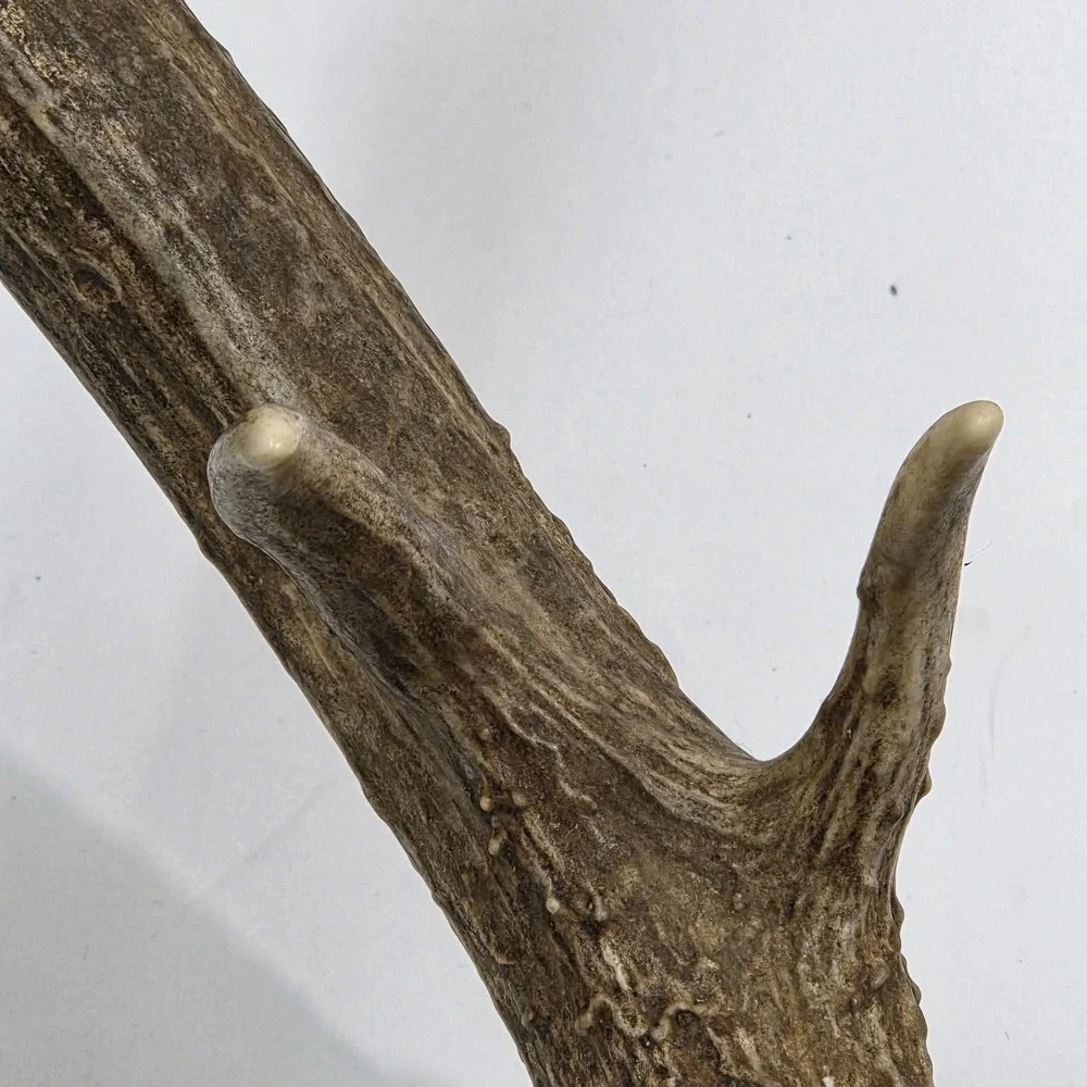 Vintage South Dakota Mule Deer Antler Taxidermy Mount 10 Point 22